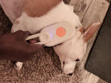 Before - A mi perro le encanta.